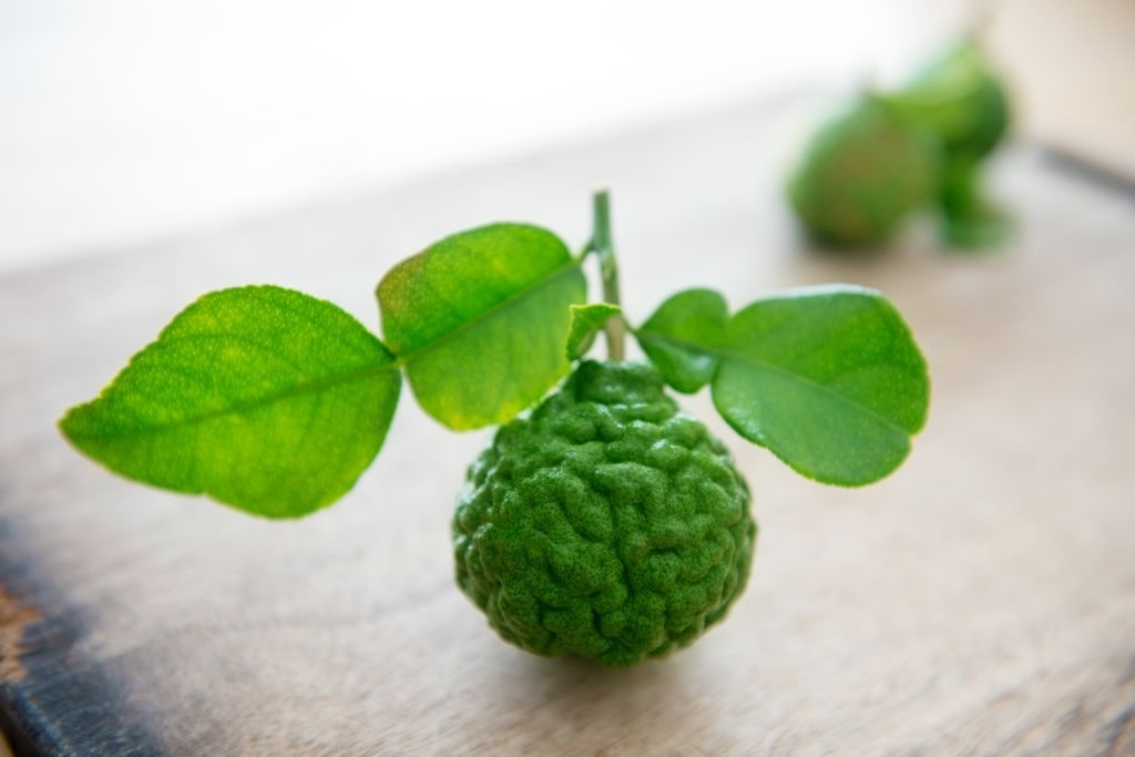 kaffir lime leaves