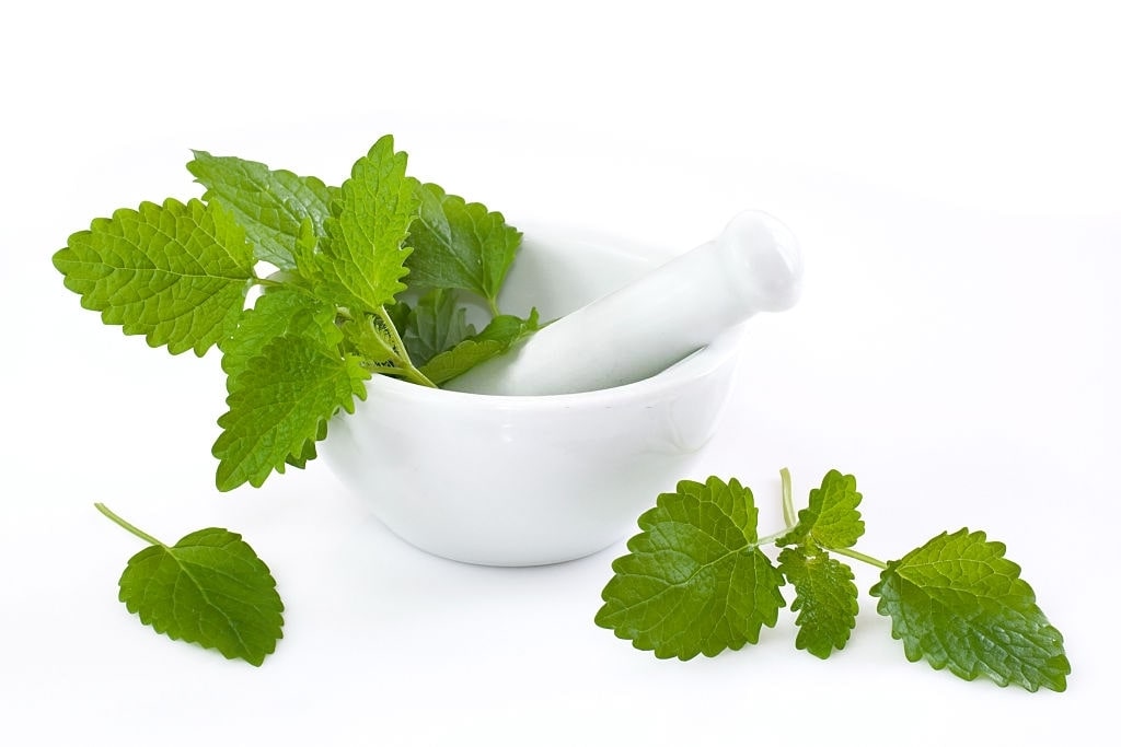 lemon balm